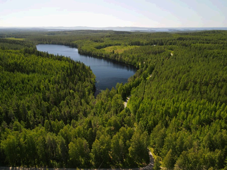 Forest lake next to the site, Lake Pielinen on the horizon