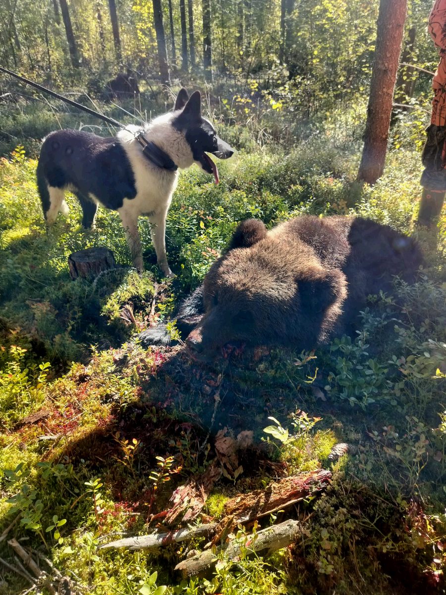 Karelian Bear Dog beside a brown bear after the hunt